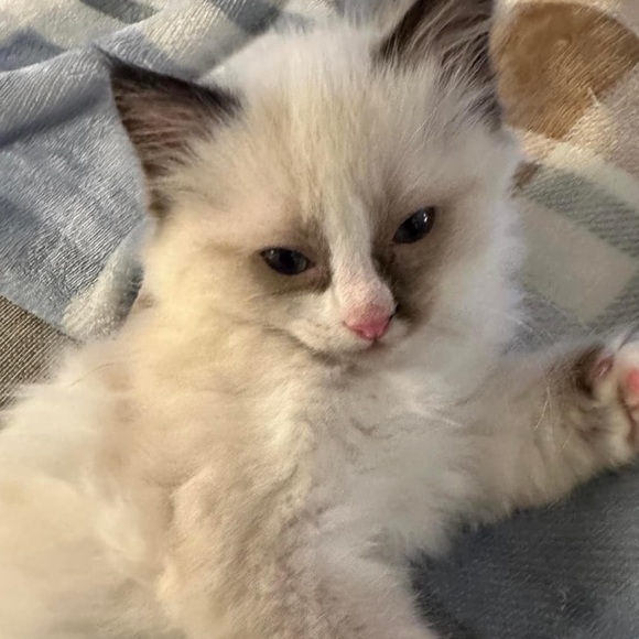 Meet your Posher, Izzy - Picture 2 of 4